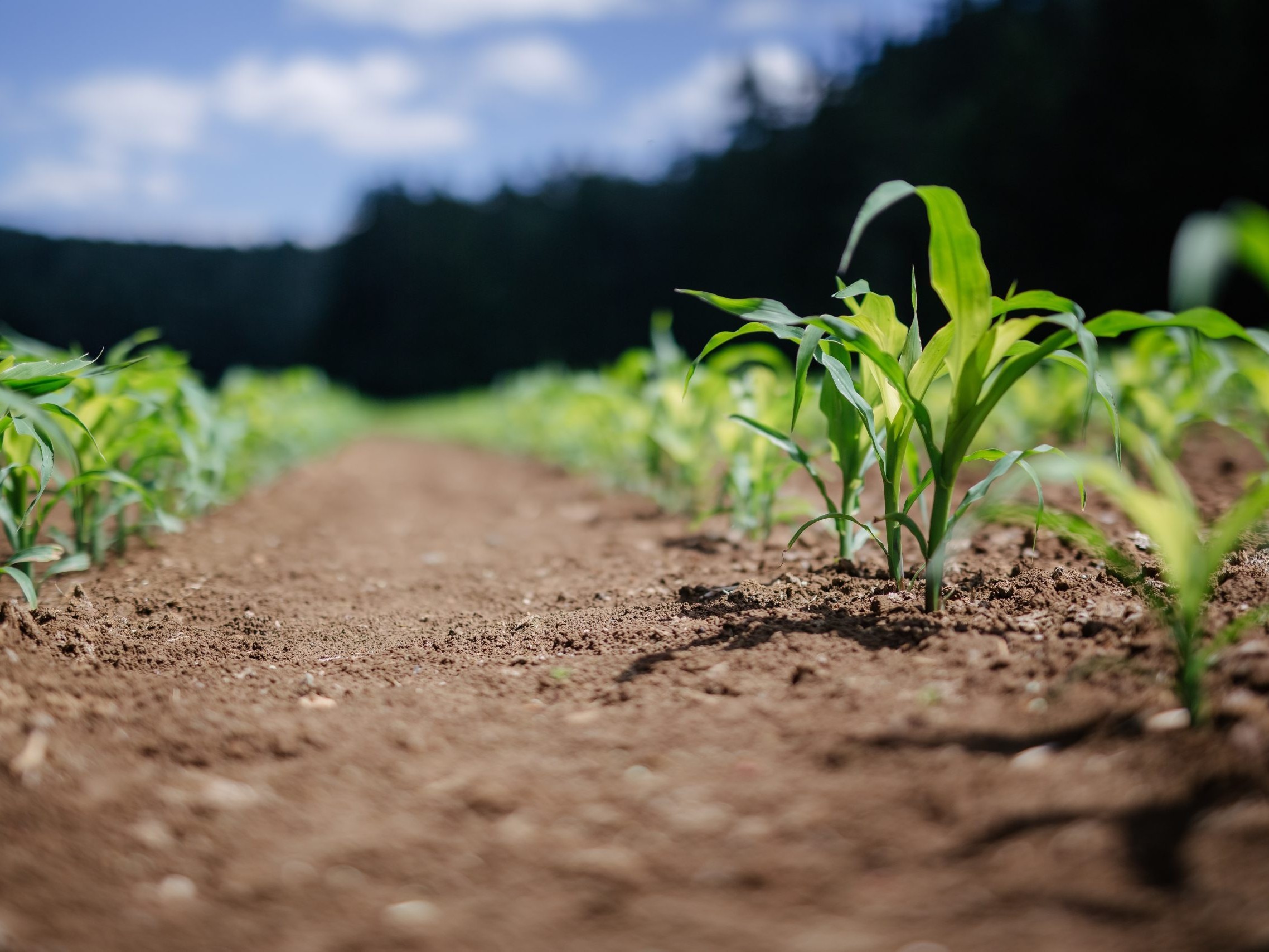 cropping agri food