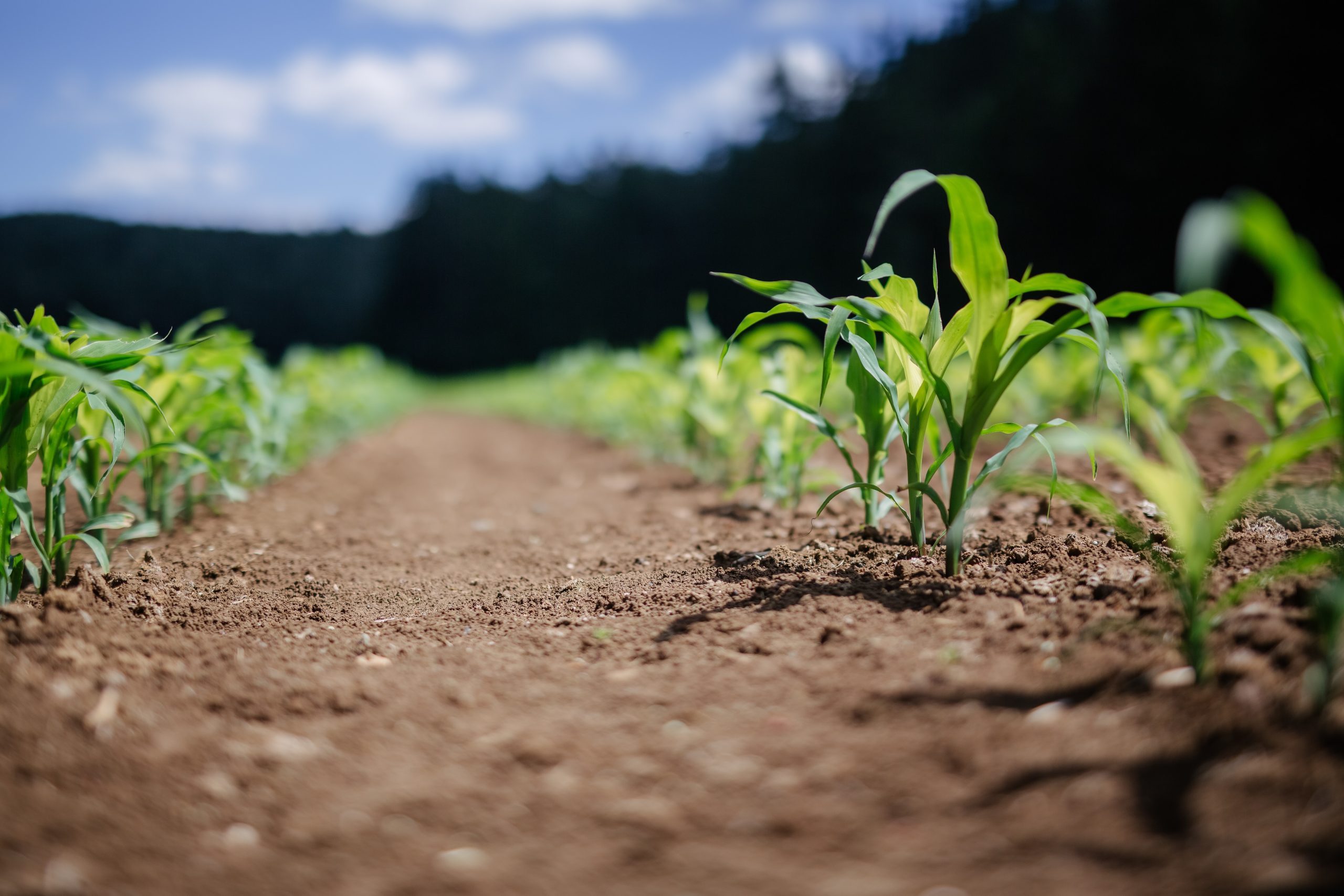 cropping agri food